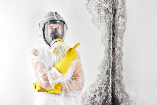 Best Emergency Mold Remediation in Mckees Rocks, PA